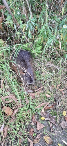 Coypu