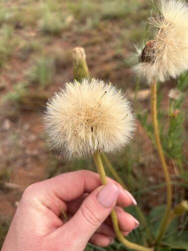 Piloselloides hirsuta observed 2026-10-19