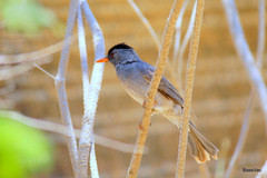 Hypsipetes madagascariensis