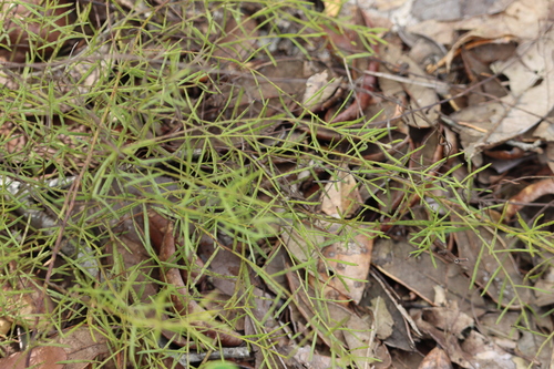 Krameria secundiflora, 2026-10-18