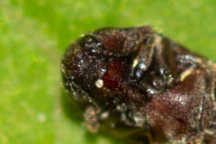 Trixagus dermestoides