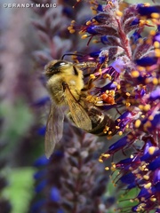 Apis mellifera