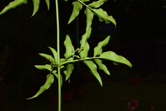 Jasminum officinale
