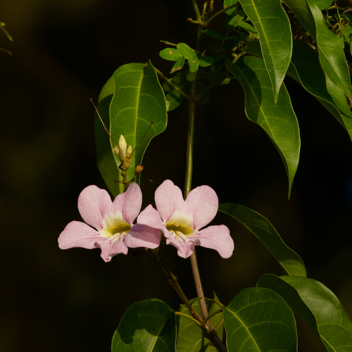 Bignonia aequinoctialis, 2026-10-18
