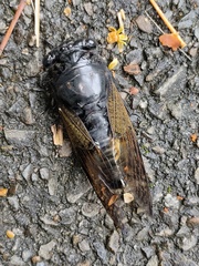 Cryptotympana holsti