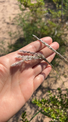 Arizona cottontop