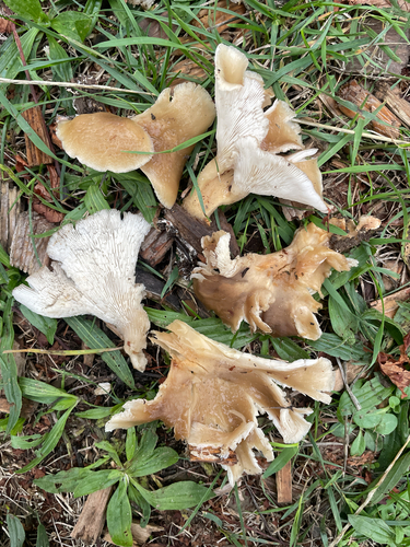 Shoehorn Oyster