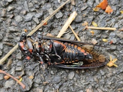 Cryptotympana holsti