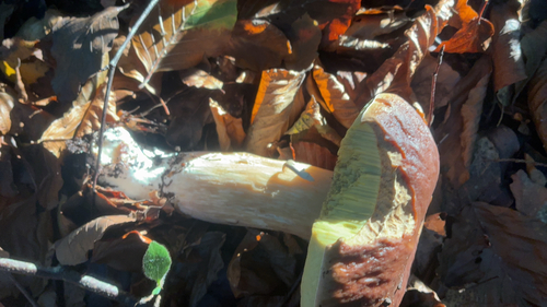 King Bolete