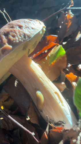 Lemon Slug