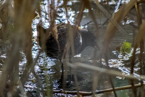 Spotted Crake