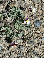 Viola hallii