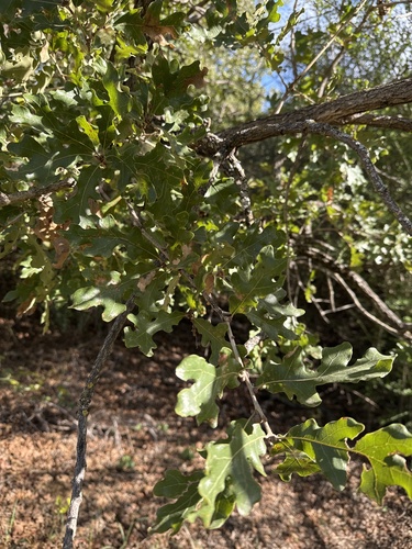 Quercus sinuata observed 2026-10-19