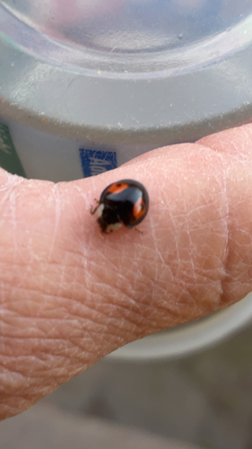 Asian Lady Beetle