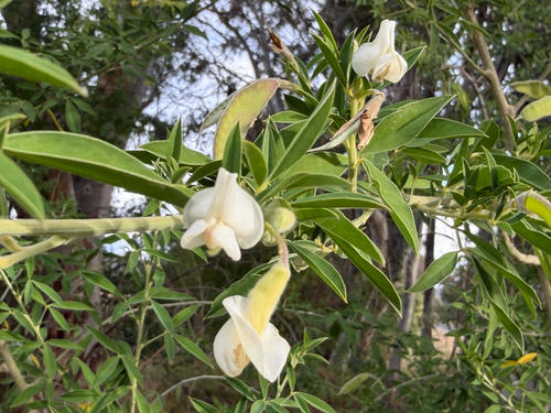 Cytisus proliferus observed 2026-10-18