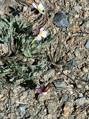 Viola hallii