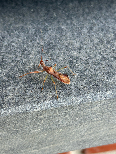 Nagusta goedelii