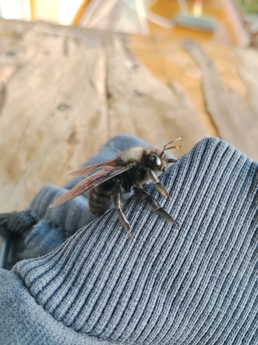 Violet Carpenter Bee