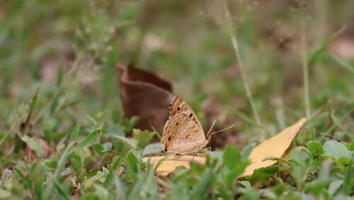 Junonia
