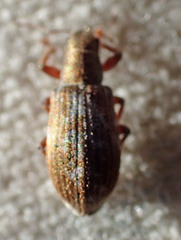Pachyrhinus californicus