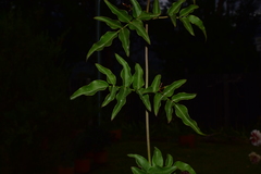 Jasminum officinale
