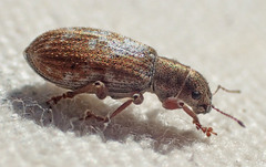 Pachyrhinus californicus
