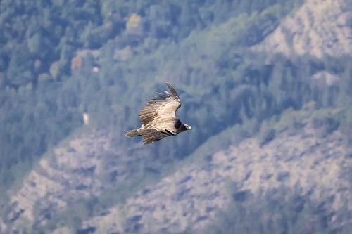 Eurasian Griffon