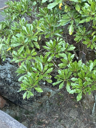 Machilus observed 2026-10-19
