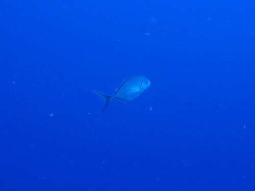 Pseudocaranx dentex observed 2026-10-10