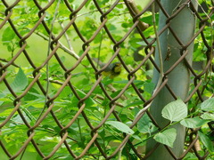 Cardellina canadensis