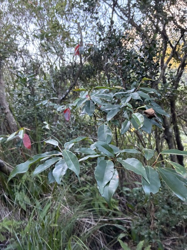 Elaeocarpus japonicus observed 2026-10-19