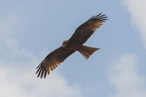 iNaturalist image