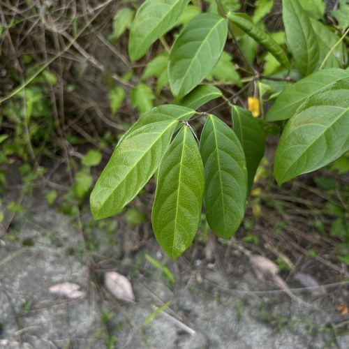Hiptage benghalensis observed 2026-10-16