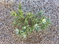 Eremogone franklinii