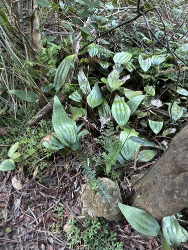 Cheiropleuria bicuspis observed 2026-10-19