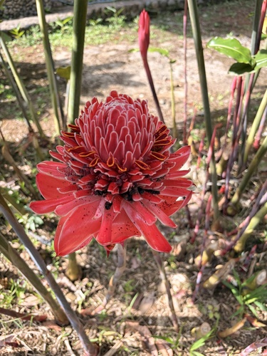 Etlingera observed 2026-10-19