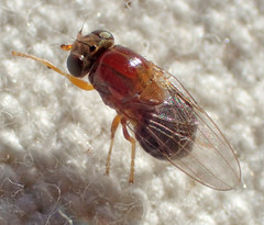 Thaumatomyia rubida