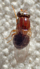 Thaumatomyia rubida