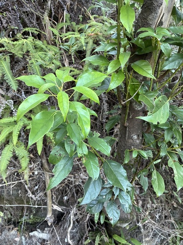 Meliosma observed 2026-10-19