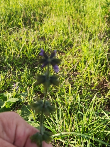 Salvia verbenaca, 2026-10-19