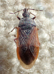 Melanocoris nigricornis