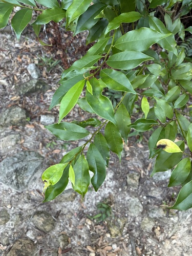 Michelia observed 2026-10-19