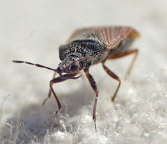 Melanocoris nigricornis