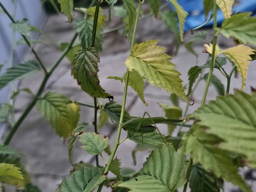 Mediterranean Katydid