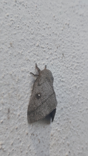 Polilla de seda