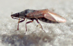 Melanocoris nigricornis