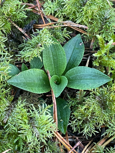Goodyera repens, 2026-10-19