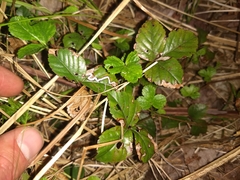 Stigmella villosella