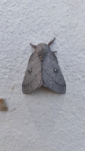 Polilla de seda