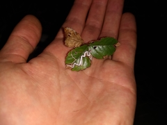 Stigmella villosella